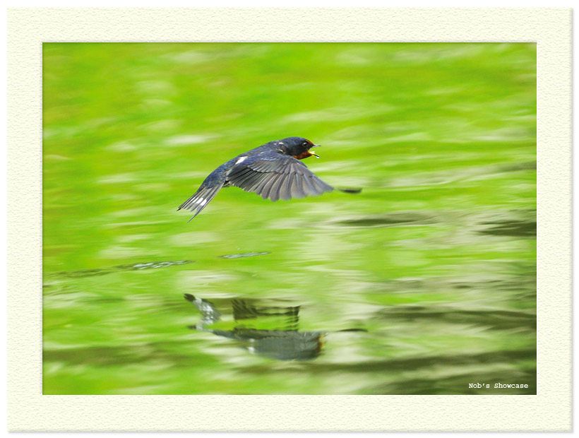 flying_1.jpg