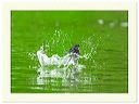diving_1