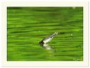 diving_2