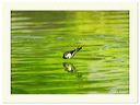 diving_3