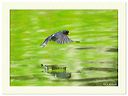 flying_1